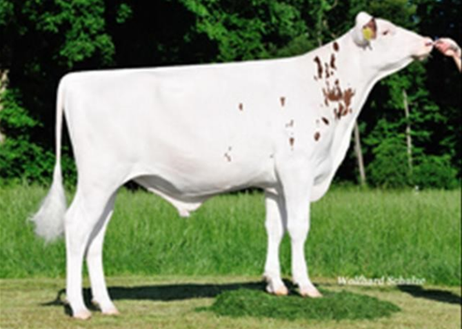 Д.В.Аір Ред Ет