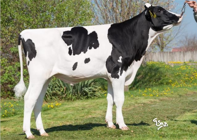 Г.Ф.Б.Белладжо Ет