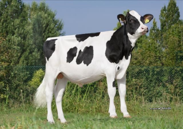 І.І.Дістефано Ет