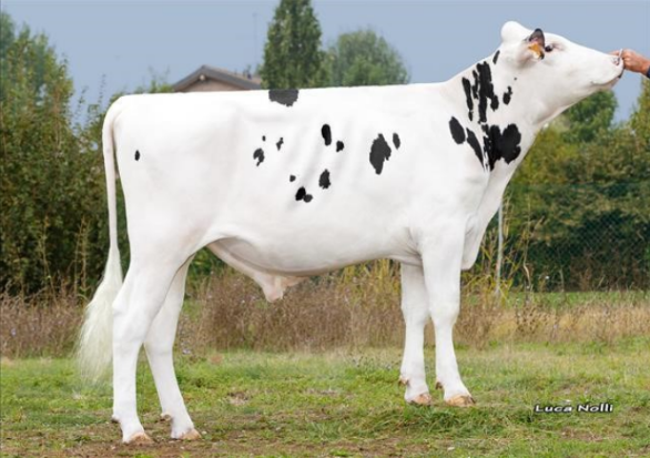 З.С.С.Нівен Ет