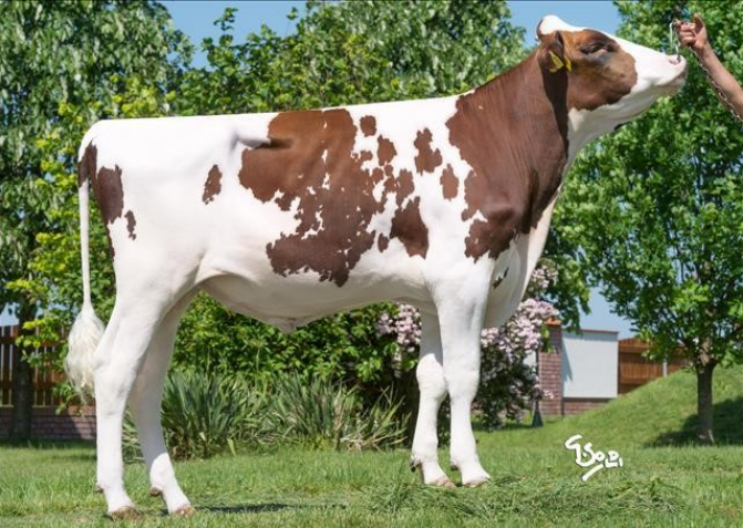 В.Новум Ред Ет