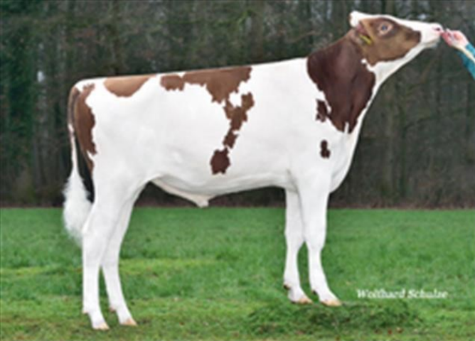 Персей Ред Ет