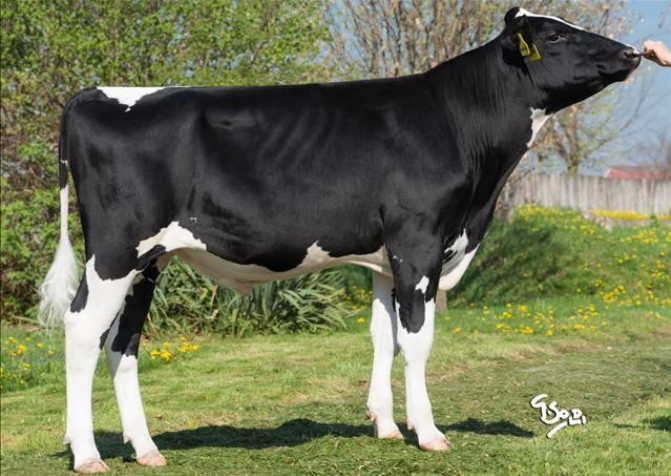 Г.Ф.Скансано Ет