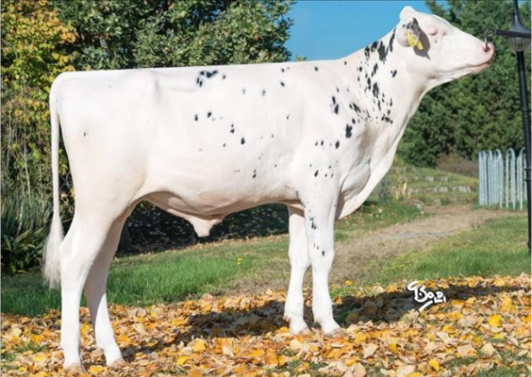 Б.Стефан Ет